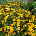 Tagetes patula 'Sunburst orange'